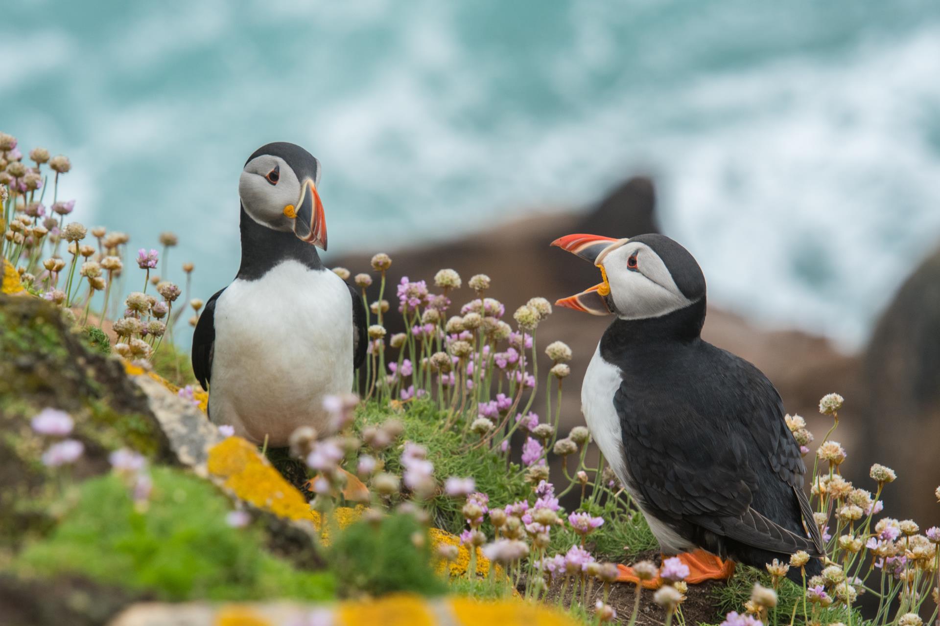 Puffin